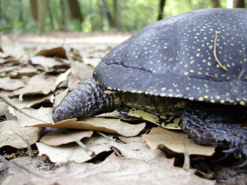 Emys orbicularis
